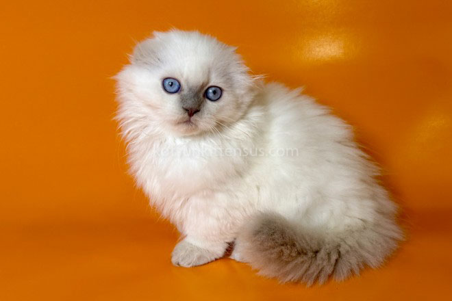 Stormy Munchkin Fold Longhair Blue Eyes photo 14