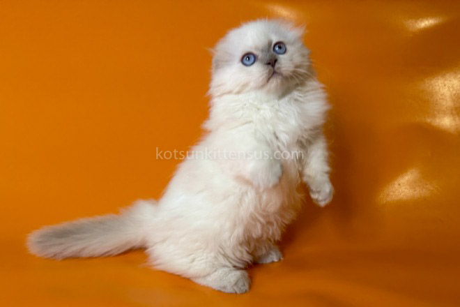 Stormy Munchkin Fold Longhair Blue Eyes photo 1