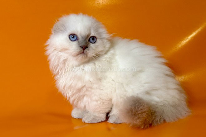 Stormy Munchkin Fold Longhair Blue Eyes photo 15
