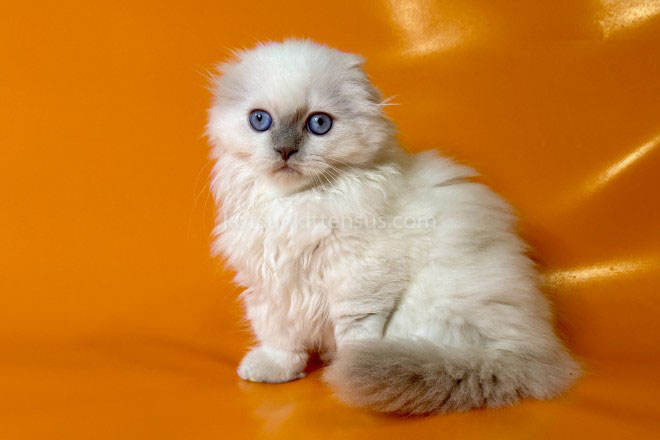 Stormy Munchkin Fold Longhair Blue Eyes photo 3