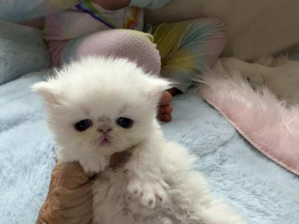 Persians White Solid Kittens photo 5