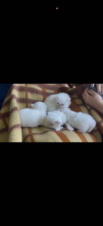 Persians White Solid Kittens photo 8