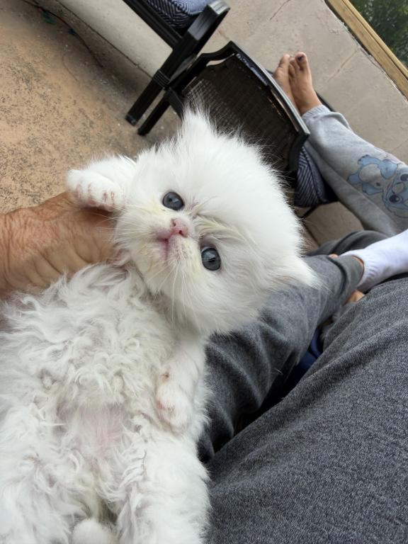 Persians White Solid Kittens photo 4