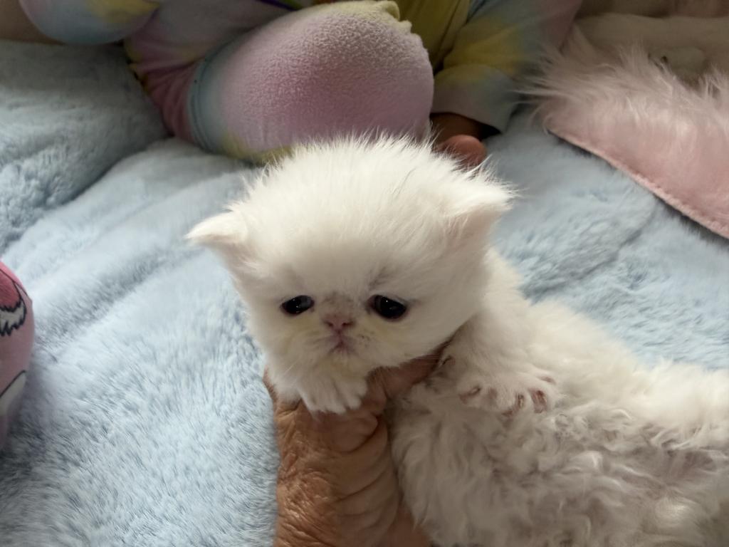 Persians White Solid Kittens photo 7