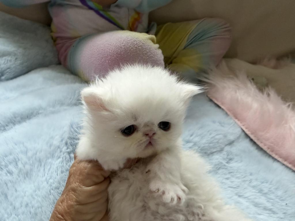 Persians White Solid Kittens photo 6