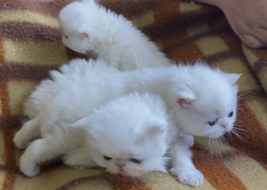 Persians White Solid Kittens photo 12