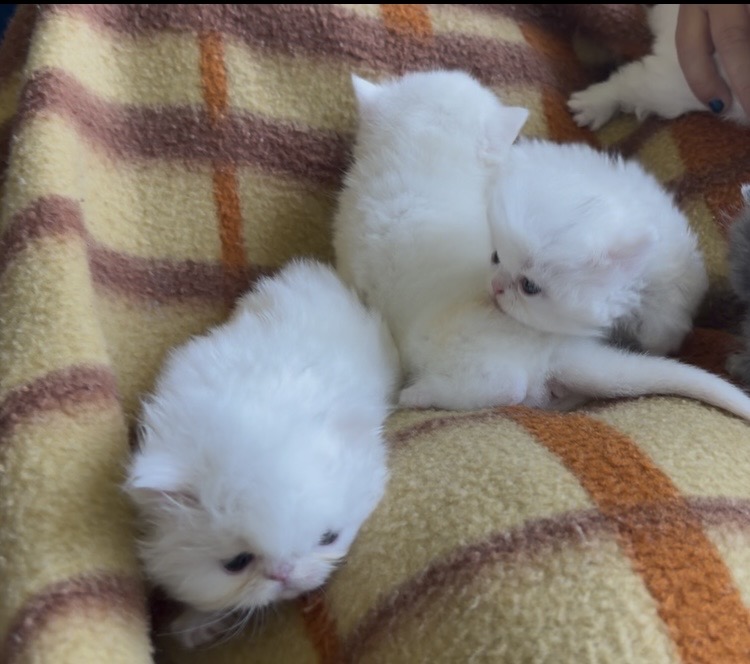 Persians White Solid Kittens photo 1