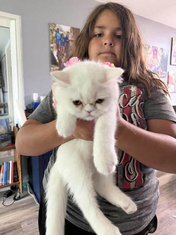 Persians White Solid Kittens photo 3