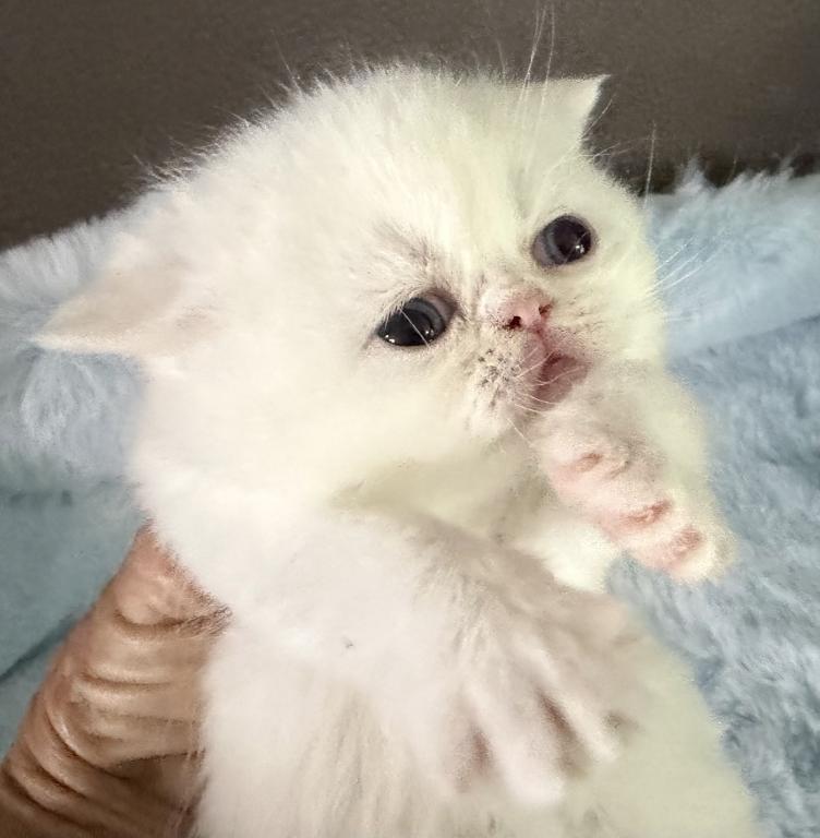 Persians White Solid Kittens photo 9