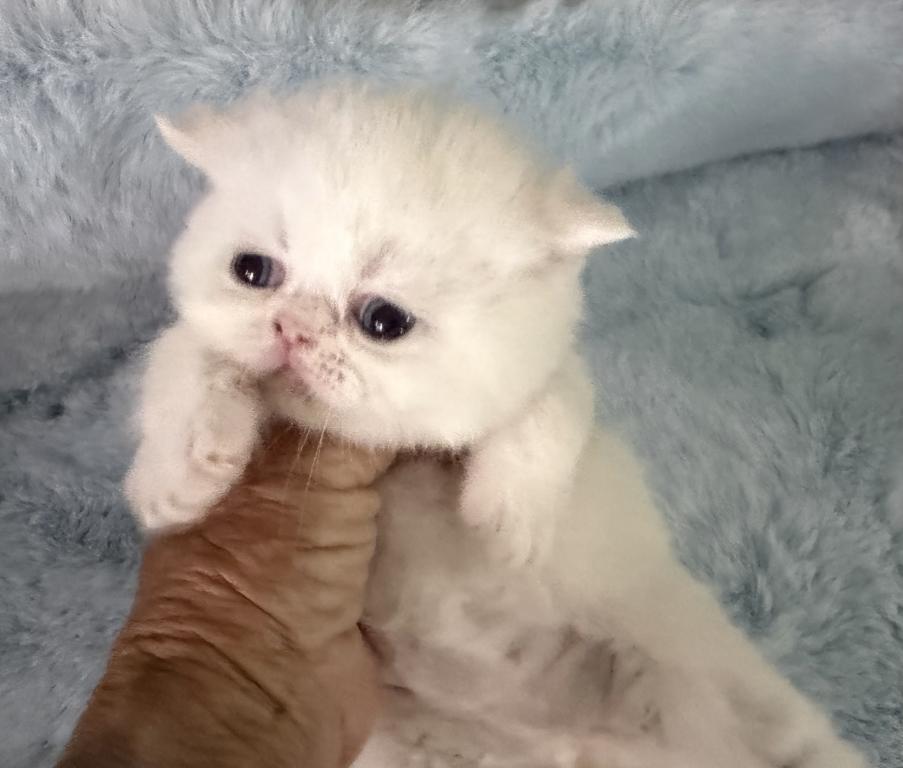 Persians White Solid Kittens photo 10