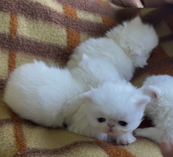 Persians White Solid Kittens photo 13
