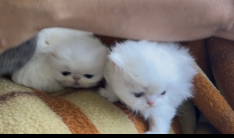 Persians White Solid Kittens photo 11