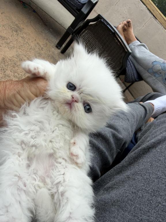 Persians White Solid Kittens photo 2