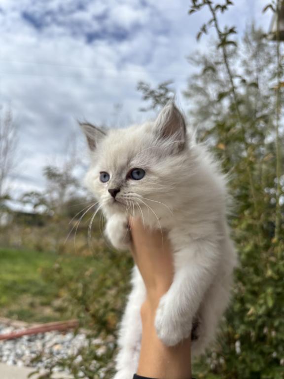 Boy
