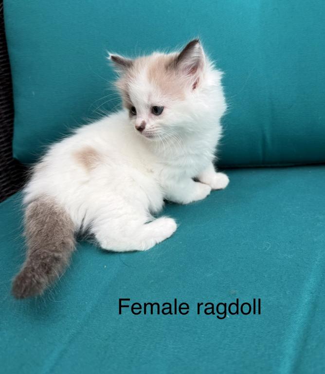 Seal Bicolor Mink Cherubim Ragdoll Female Kitten photo 3