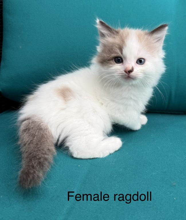Seal Bicolor Mink Cherubim Ragdoll Female Kitten photo 4
