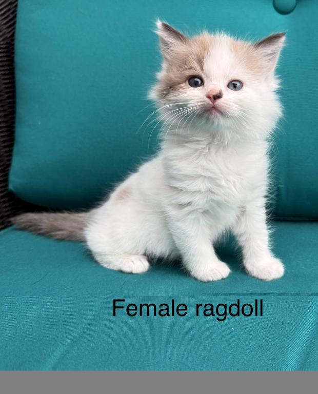 Seal Bicolor Mink Cherubim Ragdoll Female Kitten photo 5