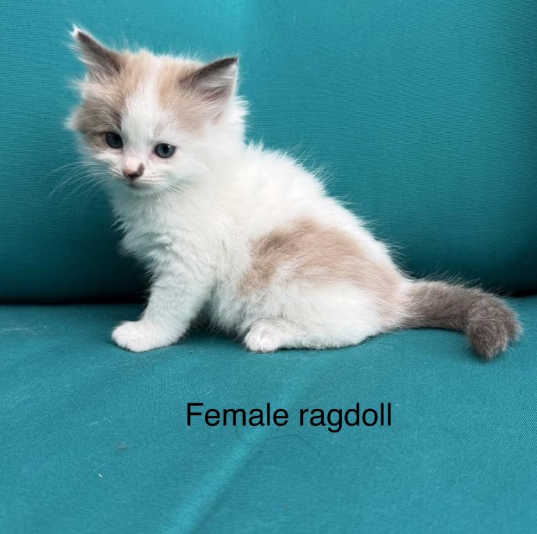 Seal Bicolor Mink Cherubim Ragdoll Female Kitten photo 1