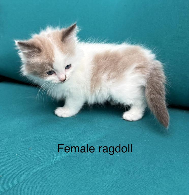 Seal Bicolor Mink Cherubim Ragdoll Female Kitten photo 2
