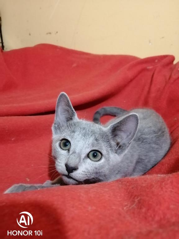 Russian Blue A_Valdemar photo 1