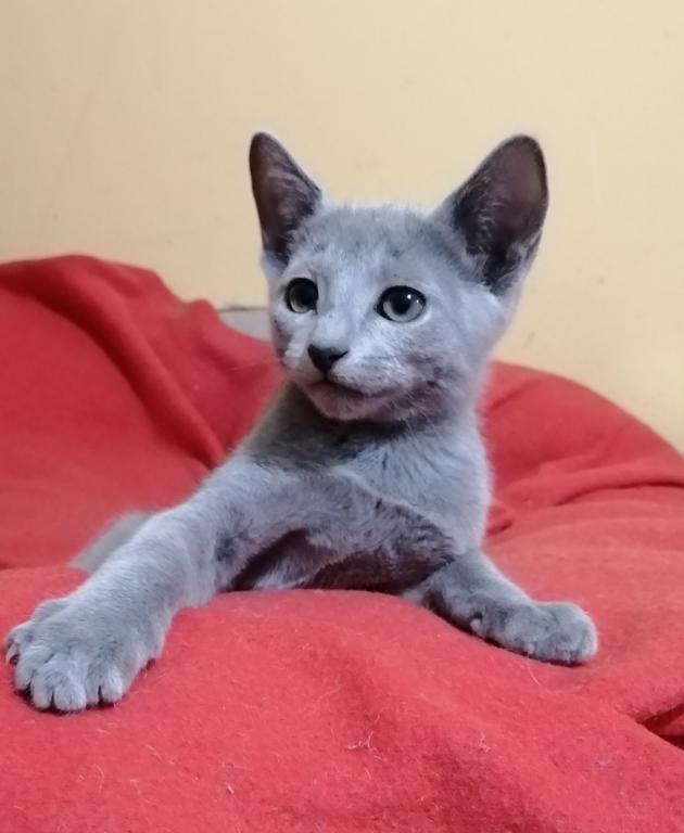 Russian Blue A_Valdemar photo 2