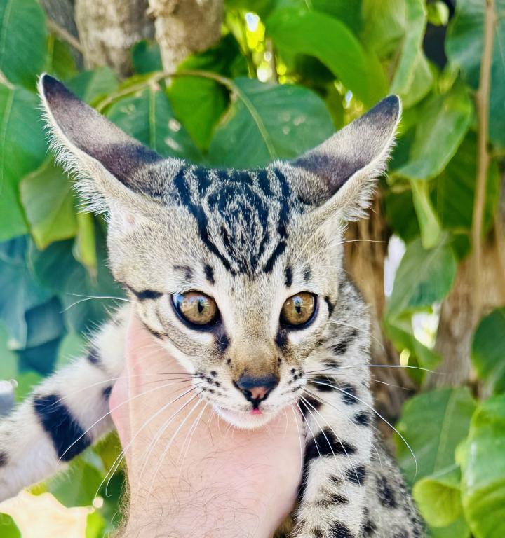 F2 Savannah Hybrid Sling Bixby photo 1