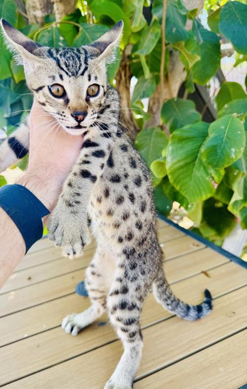 F2 Savannah Hybrid Sling Bixby photo 2
