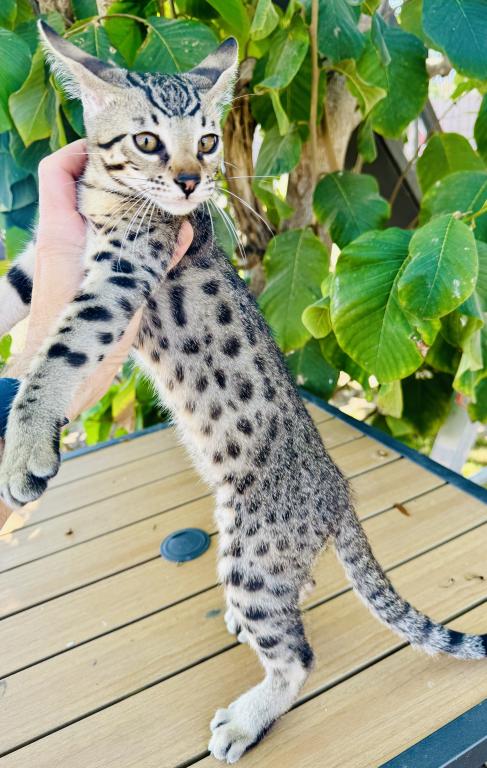 F2 Savannah Hybrid Sling Bixby photo 3