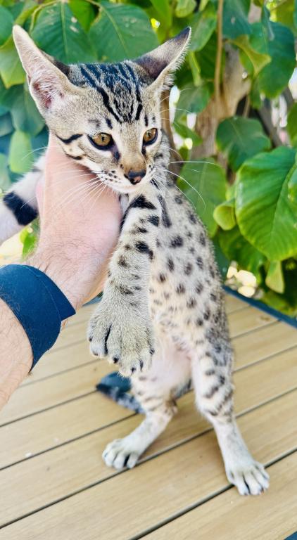 F2 Savannah Hybrid Sling Bixby photo 4