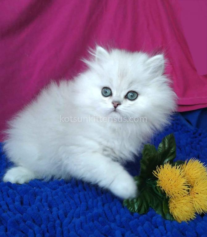 Silver Shaded Chinchilla With Green Eyes photo 3