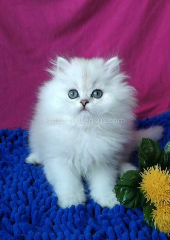 Silver Shaded Chinchilla With Green Eyes photo 1