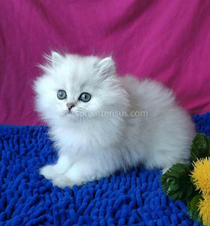 Silver Shaded Chinchilla With Green Eyes photo 2