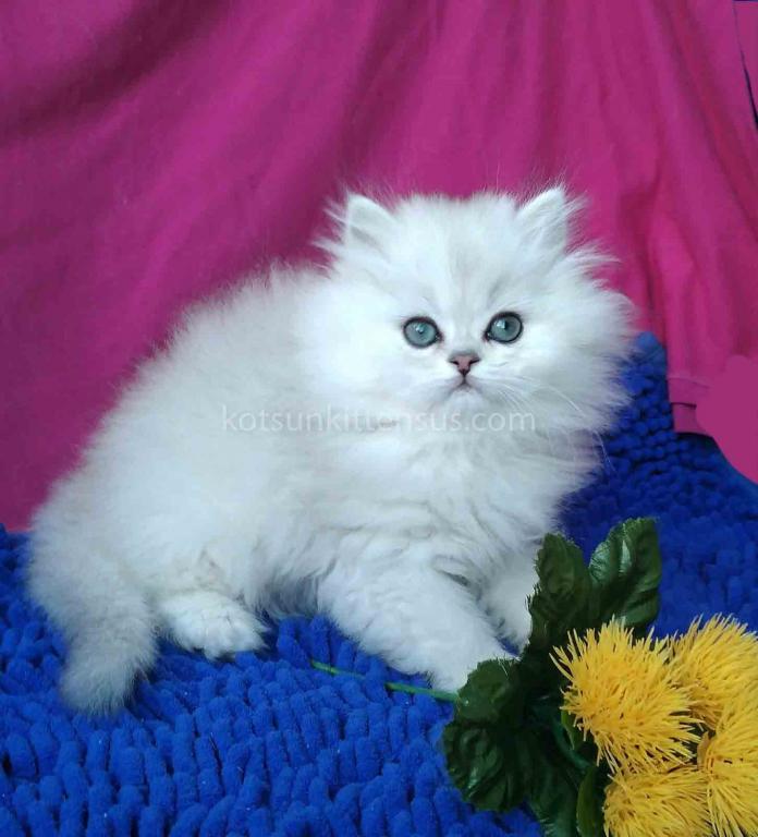 Silver Shaded Chinchilla With Green Eyes photo 4