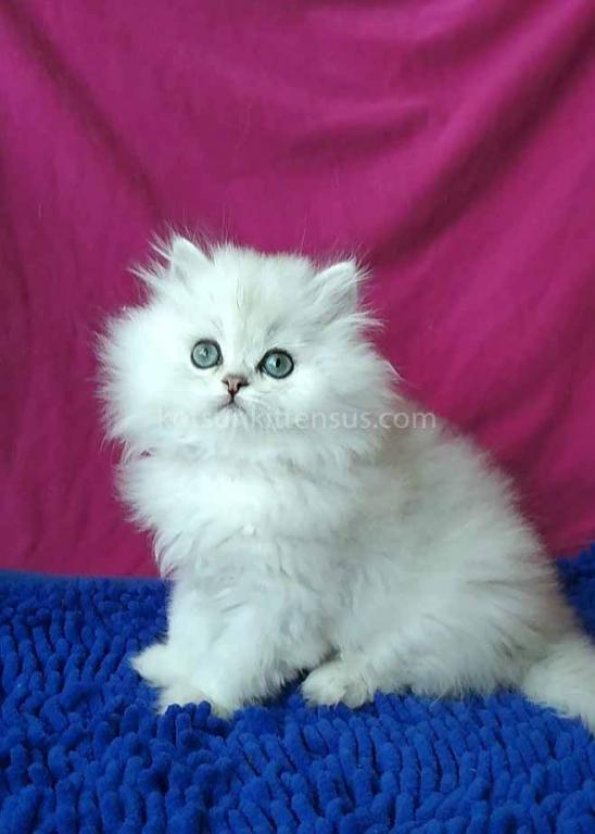 Silver Shaded Chinchilla With Green Eyes photo 5