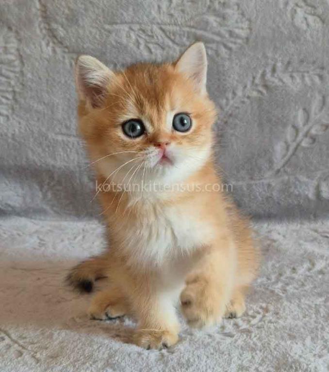 Iracly Ny 11 Boy Golden Shaded British Shorthair photo 2