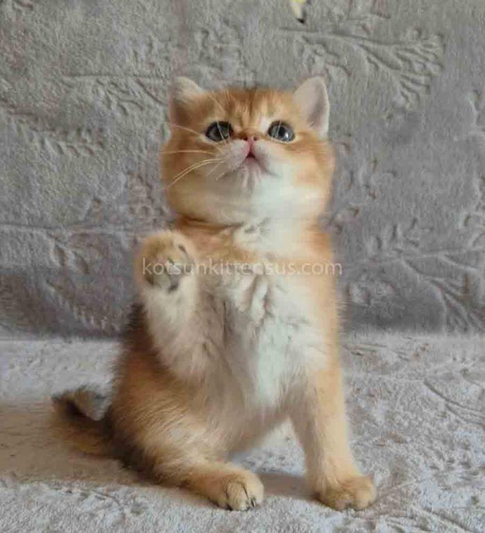 Iracly Ny 11 Boy Golden Shaded British Shorthair photo 3