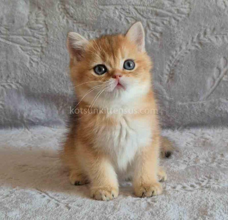 Iracly Ny 11 Boy Golden Shaded British Shorthair photo 4