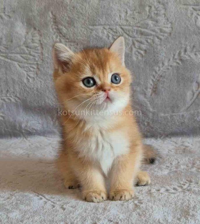 Iracly Ny 11 Boy Golden Shaded British Shorthair photo 1