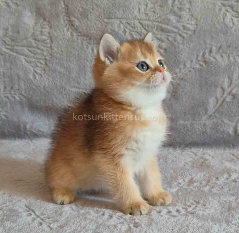 Iracly Ny 11 Boy Golden Shaded British Shorthair photo 5