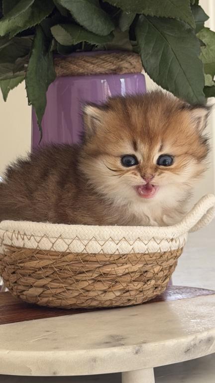 Ava British Longhair photo 6