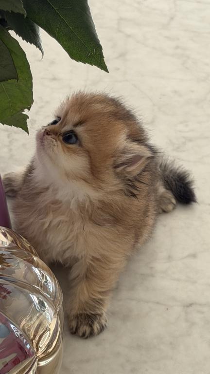 Ava British Longhair photo 8