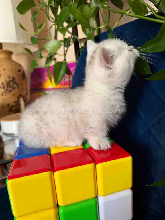 Diamond Silver Shaded Boy Munchkin Short Leg photo 14