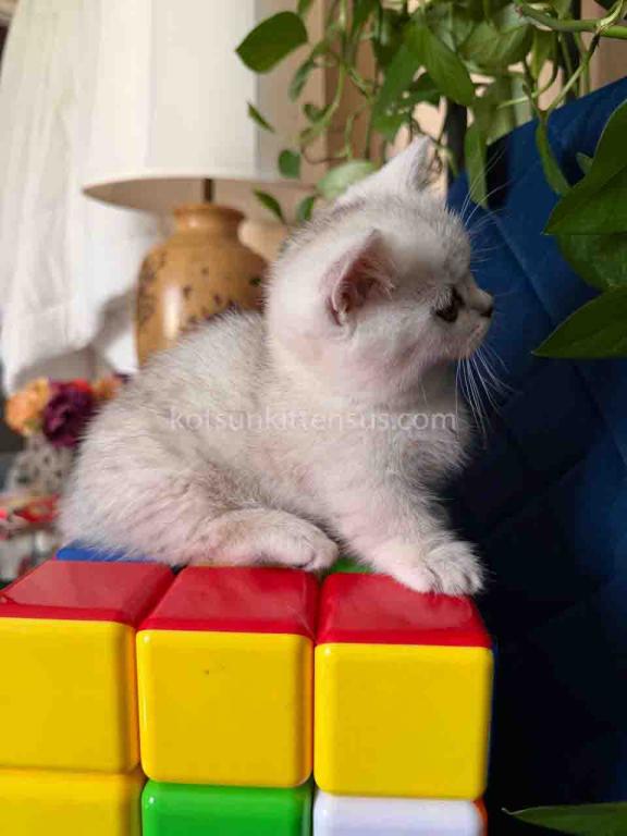 Diamond Silver Shaded Boy Munchkin Short Leg photo 15
