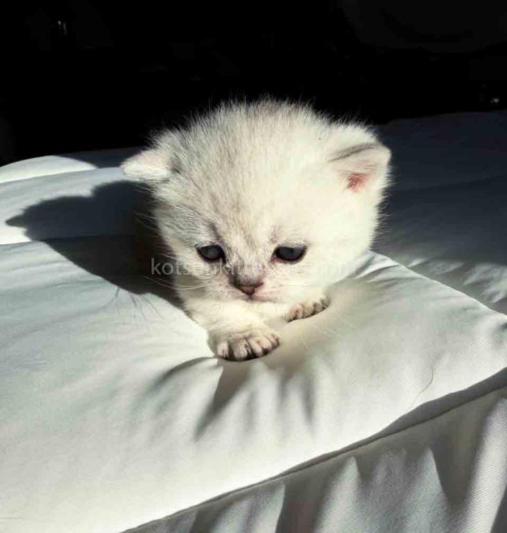 Diamond Silver Shaded Boy Munchkin Short Leg photo 33