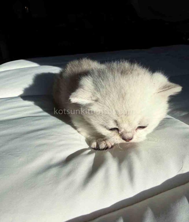 Diamond Silver Shaded Boy Munchkin Short Leg photo 35