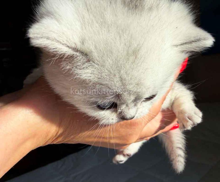 Diamond Silver Shaded Boy Munchkin Short Leg photo 28