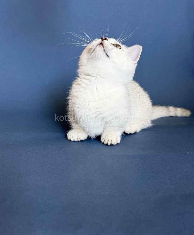 Diamond Silver Shaded Boy Munchkin Short Leg photo 10