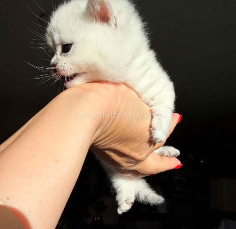 Diamond Silver Shaded Boy Munchkin Short Leg photo 39