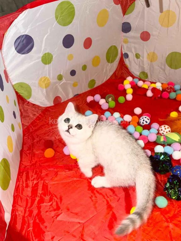Diamond Silver Shaded Boy Munchkin Short Leg photo 22