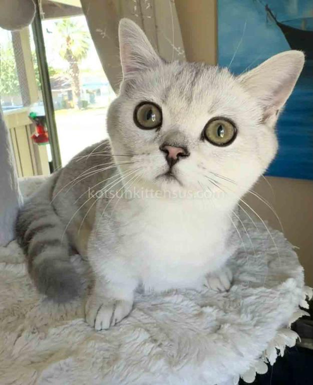 Diamond Silver Shaded Boy Munchkin Short Leg photo 3